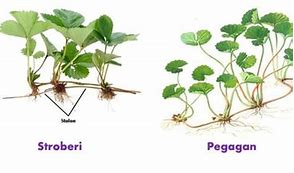 Contoh Tumbuhan Yang Berkembang Biak Dengan Menggunakan Stolon Ditunjukkan